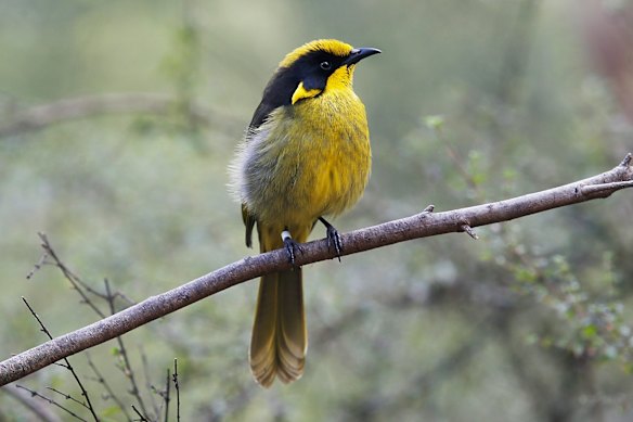 A helmeted honeyeater at Healesville Sanctuary. 