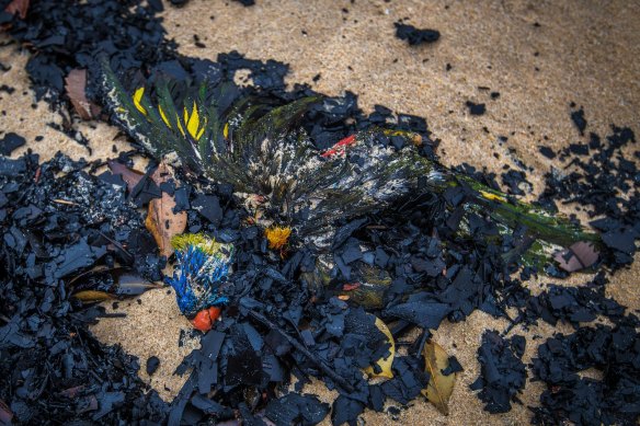 Birds washed up “as far as you could see” on Victoria’s Tip Beach in January, destroyed in the fires that threatened nearby Mallacoota.