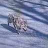 The wolf, named Neukgu, was on the run for nine days after reportedly slipping under a fence.