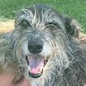 Madison Griffiths with her dog, Fil.