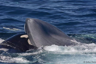 Shortly after the death of the young blue whale in the second attack, a killer whale inserted its head into the whale’s mouth to feed on the tongue.
