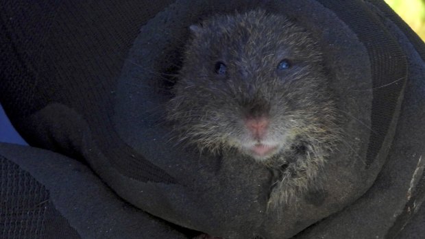 A native swamp rat trapped and released at the Aireys Inlet site.