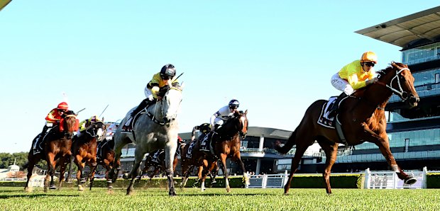 Callistemon wins at Randwick on Saturday.