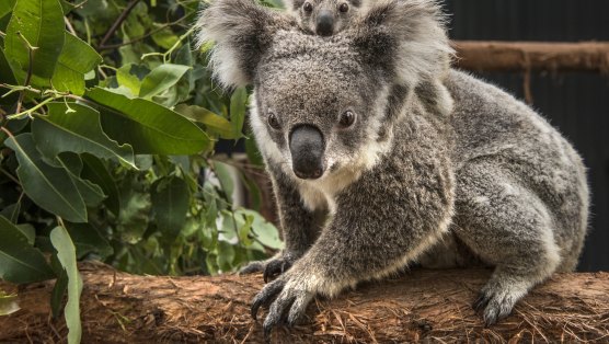 A parliamentary report last year found koalas were on track to become extinct in the wild in NSW well before 2050.