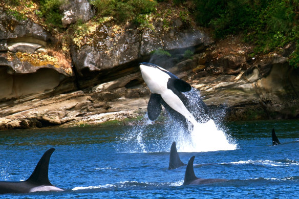 Orcas around the San Juan Islands.