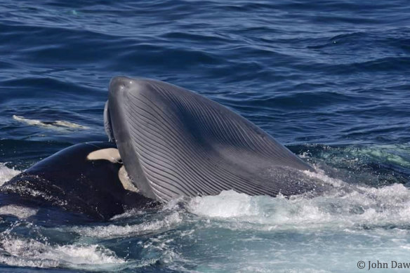 Shortly after the death of the young blue whale in the second attack, a killer whale inserted its head into the whale’s mouth to feed on the tongue.