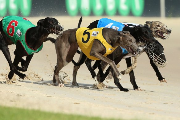 Greyhound racing is returning record profits and increasing race meets. 