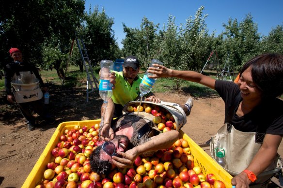 A state government campaign to encourage people to consider fruit packing and picking will be translated into multiple languages. 