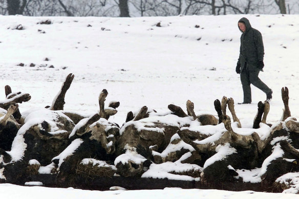 The UK’s foot and mouth outbreak in 2001 forced the destruction of more than 6 million pigs, cows and sheep at an estimated cost of £8 billion.