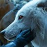 Jon Snow is reunited with his dire wolf, Ghost, in the Game of Thrones finale.