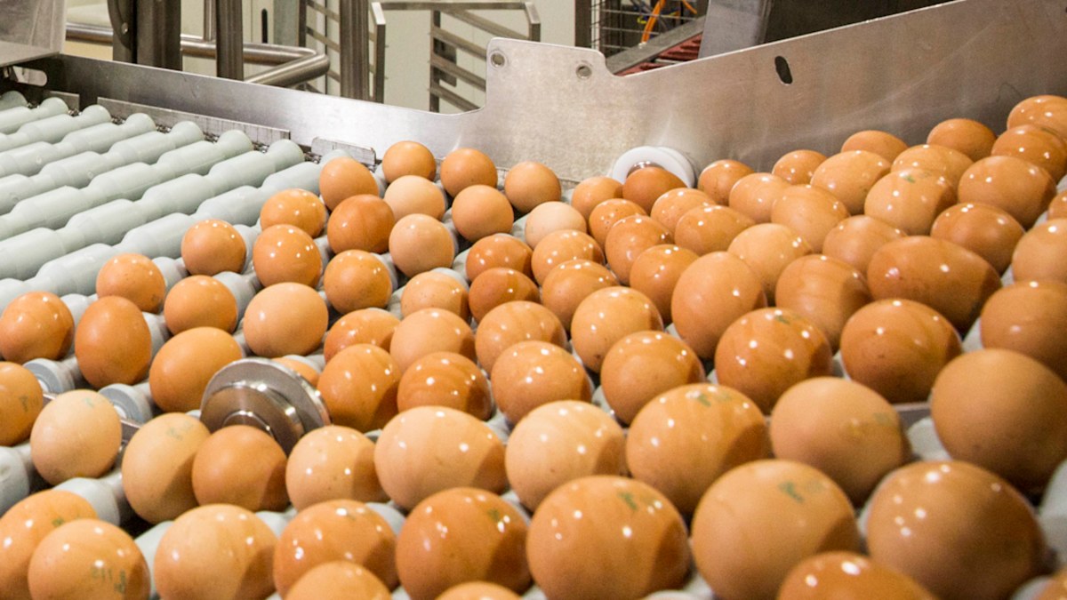 Australia’s biggest egg supplier, Sunny Queen, accused of cartel ...