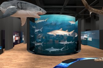Australian Museum’s shark tank is opening on September 24.