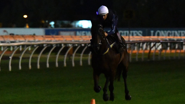 Racing machine: Hugh Bowman puts the champion mare Winx through her paces at Rosehill on Thursday.