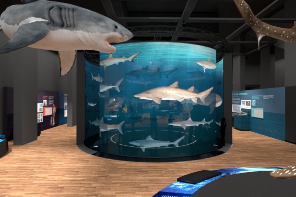 Australian Museum’s shark tank is opening on September 24.