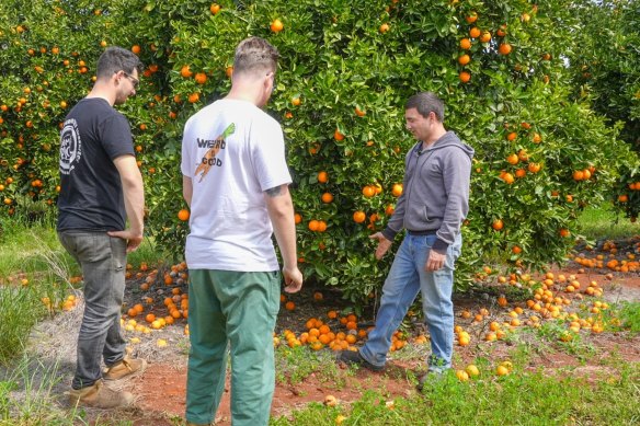 Farmer’s Pick takes imperfect or excess produce direct from farmers such as Vito Mancini in Griffith and creates produce boxes for delivery to homes.