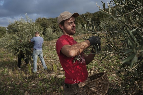 Workers pick olives at Chiarentana farm in Tuscany. I
