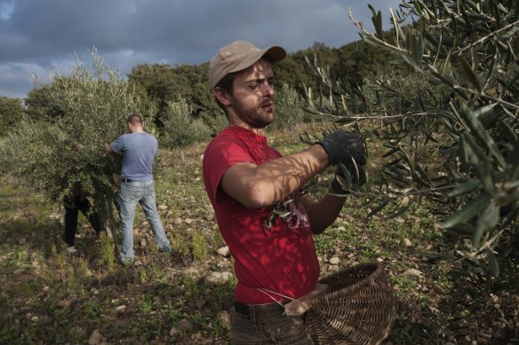 Workers pick olives at Chiarentana farm in Tuscany. I
