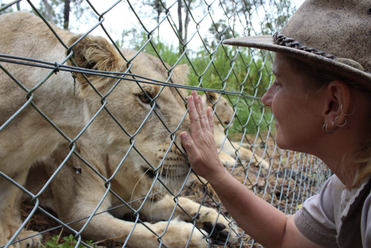 Taronga Zoo lion escape: dangerous animal breakouts
