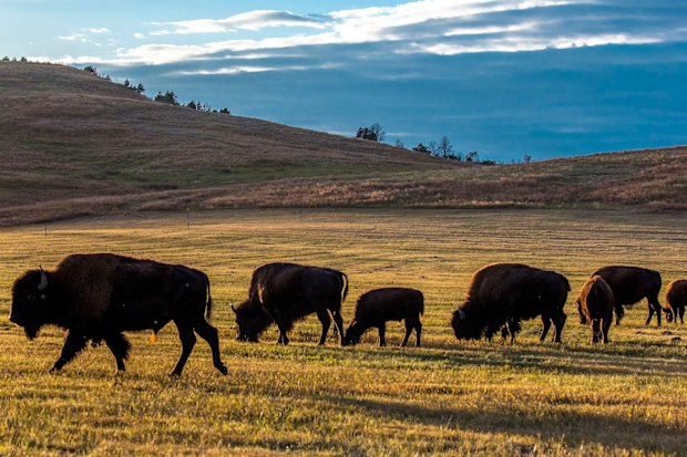Bison graze on a grassy plain