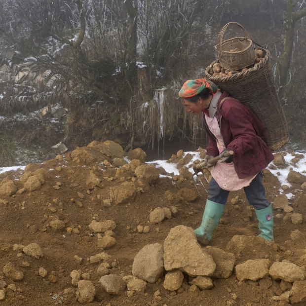 The wife of Xia Dongqiao returns to their home in Zhuanshanbao village with roughly 40 kilos of potatoes on her back.