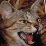 Animal advocates argue the government is demonising household cats.