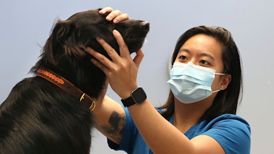 Veterinarian, Dr Angela Pantangco, examines Border Collie ‘Harper’ at the Sydney University Veterinary Hospital in Camperdown