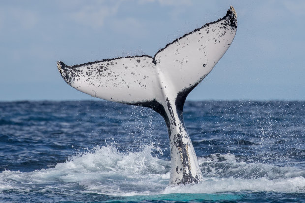 Humpback whales off the coast of Cronulla and Bundeena this winter.