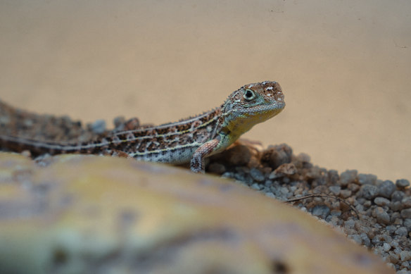 Commonly found in native grasslands west of Melbourne, the earless dragon was once considered extinct due to habitat loss and predators like foxes and feral cats.