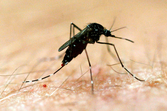 Japanese encephalitis cases were detected in NSW’s south and west earlier this year.