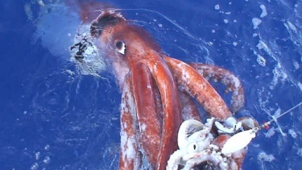 The research uncovered traces of giant squid off the coast of WA. This photo of the rarely seen sea creature was captured by Japanese researchers in 2006.