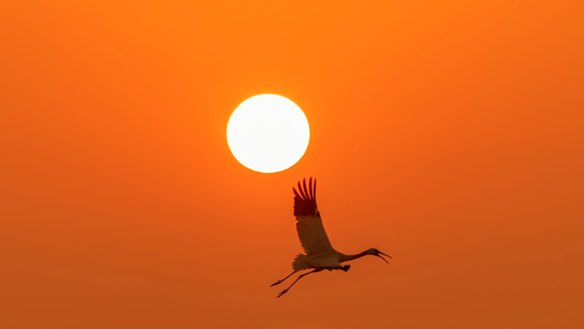A delight to watch: a Siberian crane in flight. 