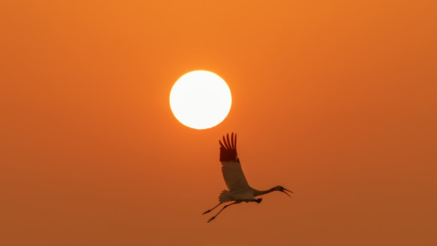 A delight to watch: a Siberian crane in flight. 