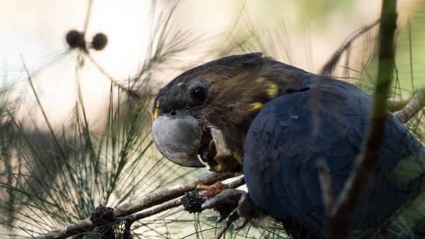 Glossy black cockatoos are among species that will suffer habitat loss with the demise of old-growth trees in NSW.