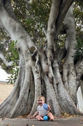 The tree is more than 100 years old.