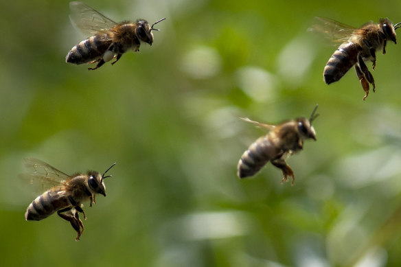 Bees are responsible for the highest number of venomous hospitalisations and deaths in Australia.  