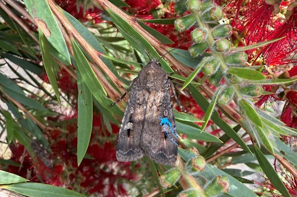 Associate Professor Kate Umbers and her team have tagged some bogongs blue in the hope they’re spotted by the public and reveal crucial data about the migration.