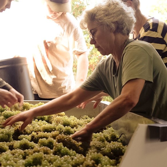 Sandra sorts through grapes during harvest time.