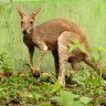 Kangaroos smuggled into India as exotic pets found starving in the streets