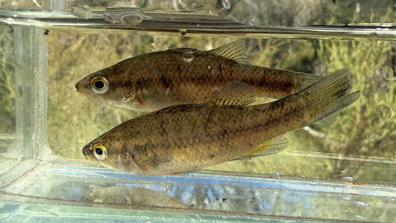 Rare fish believed to be extinct north of Margaret River found in Perth Hills