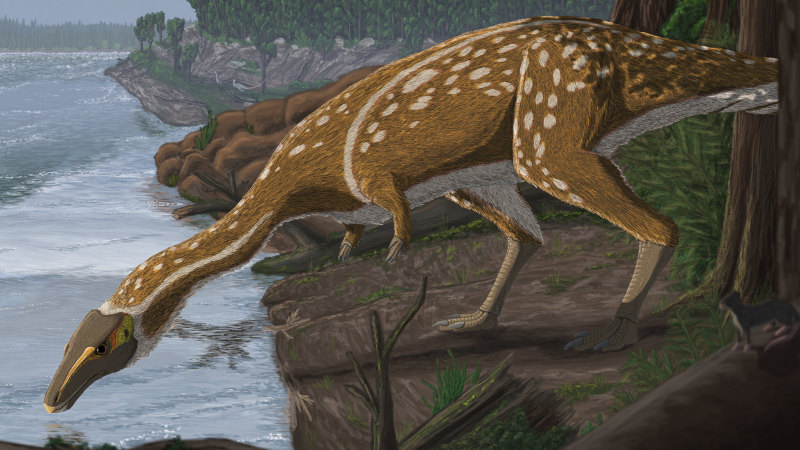 Unusual Dinosaur Species Fossil Discovered In Australia For First Time Brisbane Times Australian News
