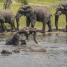 Botswana to send 'refugee' elephants home to ancestral lands