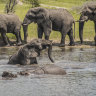African elephants socialise along the Boteti River in Botswana, where numbers have swelled in recent years.