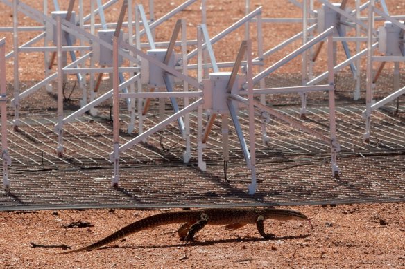 A racehorse goanna explores one of the tiles in the Murchison Widefield Array, a precursor project to the Square Kilometre Array. 