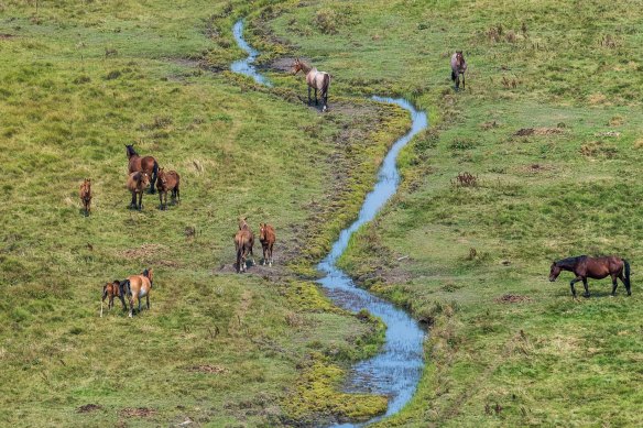 Horses near the headwater for the Murrumbidgee River in Currango Plain in Kosciuszko National Park.