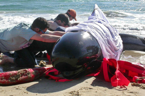 Workers cover a beached pilot whale (but not its blowhole) to keep the sun off as they attempt to rescue it after a mass stranding at Marion Bay, Tasmania, in 2005.