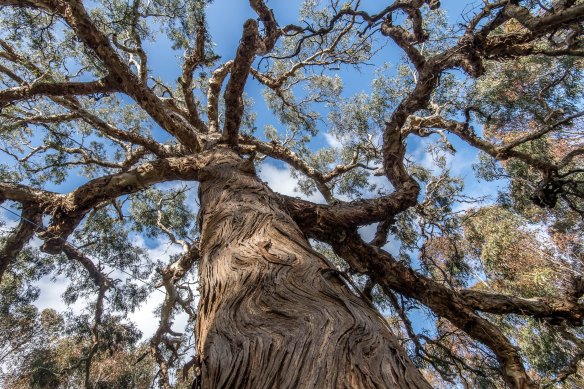 The Djab Wurrung call this ancient Indigenous tree the Directions Tree, which they believe grew from a seed and the placenta of their ancestor many centuries ago. It is set to be chopped down, but this has not yet occurred. 