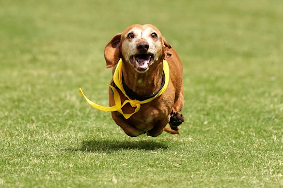 Dachshund Derby in Inverleigh.