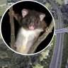 Federal green light for possum-disturbing $1.25b Bunbury road project