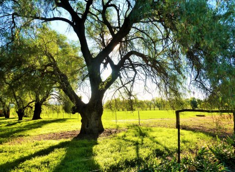 On a hot afternoon, pepper trees gave a deep shade.