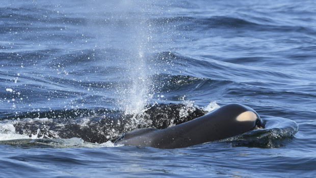 A baby orca whale is being pushed by her mother after being born off the Canada coast near Victoria, British Columbia.